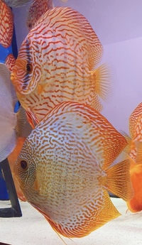 Discus Chens ip monster for sale