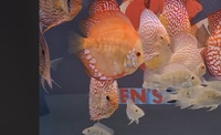 Discus Chens ip monster for sale