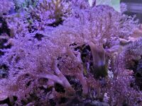 Various corals & Frags - Pool in Wharfedale LS21
