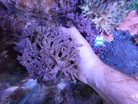 Various corals & Frags - Pool in Wharfedale LS21