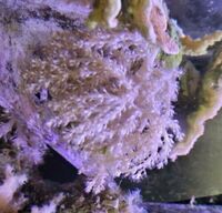 Various corals & Frags - Pool in Wharfedale LS21