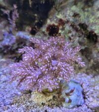 Various corals & Frags - Pool in Wharfedale LS21