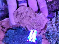 Various corals & Frags - Pool in Wharfedale LS21