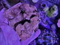 Various corals & Frags - Pool in Wharfedale LS21