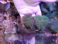 Various corals & Frags - Pool in Wharfedale LS21