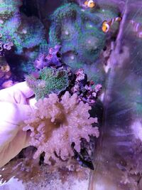 Various corals & Frags - Pool in Wharfedale LS21