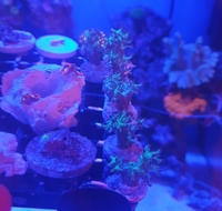 Various Corals -nice & cheap