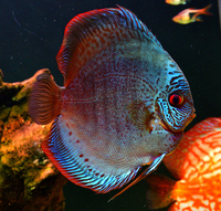 Mature discus for sale including breeding pair.
