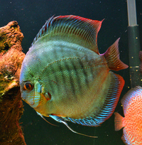 Mature discus for sale including breeding pair.