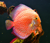 Mature discus for sale including breeding pair.