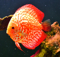 Mature discus for sale including breeding pair.