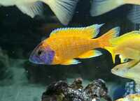 9 Malawi Cichlids / Peacocks - Aulonocara sp. German Red
