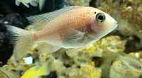 9 Malawi Cichlids / Peacocks - Aulonocara sp. German Red