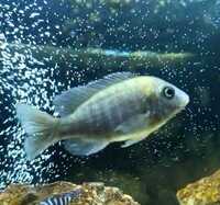 9 Malawi Cichlids / Peacocks - Aulonocara sp. German Red