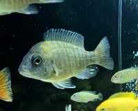 9 Malawi Cichlids / Peacocks - Aulonocara sp. German Red