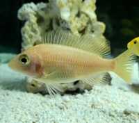 9 Malawi Cichlids / Peacocks - Aulonocara sp. German Red