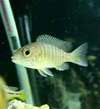 9 Malawi Cichlids / Peacocks - Aulonocara sp. German Red
