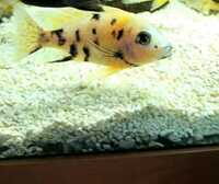 9 Malawi Cichlids / Peacocks - Aulonocara sp. German Red