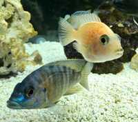 9 Malawi Cichlids / Peacocks - Aulonocara sp. German Red