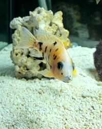 9 Malawi Cichlids / Peacocks - Aulonocara sp. German Red