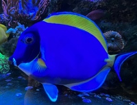 Powder Blue Tang in beautiful healthy condition £80