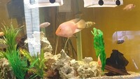 Female Parrot Fish for sale