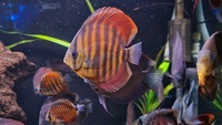 Young discus for sale Red Cupieru