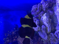 Marine fish