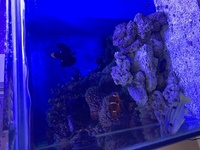 Marine fish