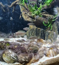 Neolamprologus multifasciatus shell dwellers £3 each or 4 for£10