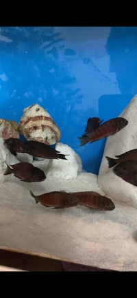 (Only 28 left) Breeding group tropheus sp. red kalindi