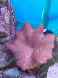 Corals/Toad Mushroom Stools Large £49