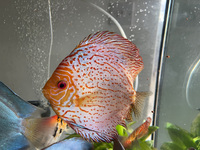 11 Very Large Stunning Stendker Discus can Deliver