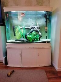 Tall 400 Litre - 4ft Bow fronted aquarium