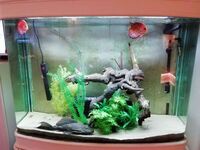 Tall 400 Litre - 4ft Bow fronted aquarium