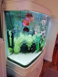 Tall 400 Litre - 4ft Bow fronted aquarium