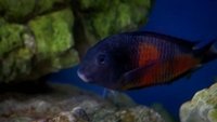 Tanganyika Cichlids, Tropheus Kirschfleck , Duboisi , Muzimu, Spadotus, Eretmodus
