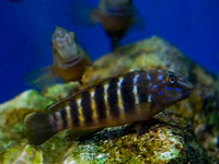 Tanganyika Cichlids, Tropheus Kirschfleck , Duboisi , Muzimu, Spadotus, Eretmodus