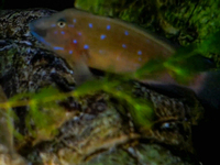 Tanganyika Cichlids, Tropheus Kirschfleck , Duboisi , Muzimu, Spadotus, Eretmodus