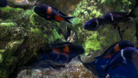 Tanganyika Cichlids, Tropheus Kirschfleck , Duboisi , Muzimu, Spadotus, Eretmodus