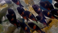 Tanganyika Cichlids, Tropheus Kirschfleck , Duboisi , Muzimu, Spadotus, Eretmodus