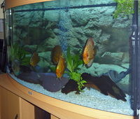 Tropical fish set-up