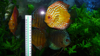 Tropical fish set-up