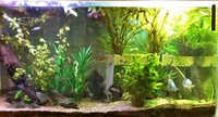 Large acrylic fish set up