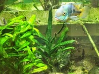 Large acrylic fish set up