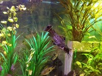 Large acrylic fish set up