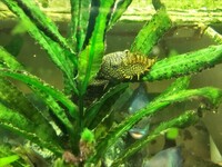 Large acrylic fish set up