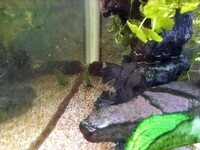 Large acrylic fish set up