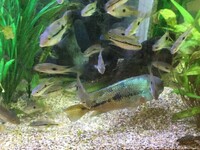 Large acrylic fish set up