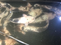 Tilapia and Marbled clarias catfish for sale
